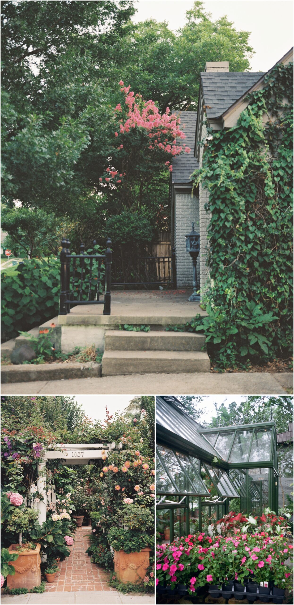 Home with pink flowers and greenery growing on the side on 120mm film