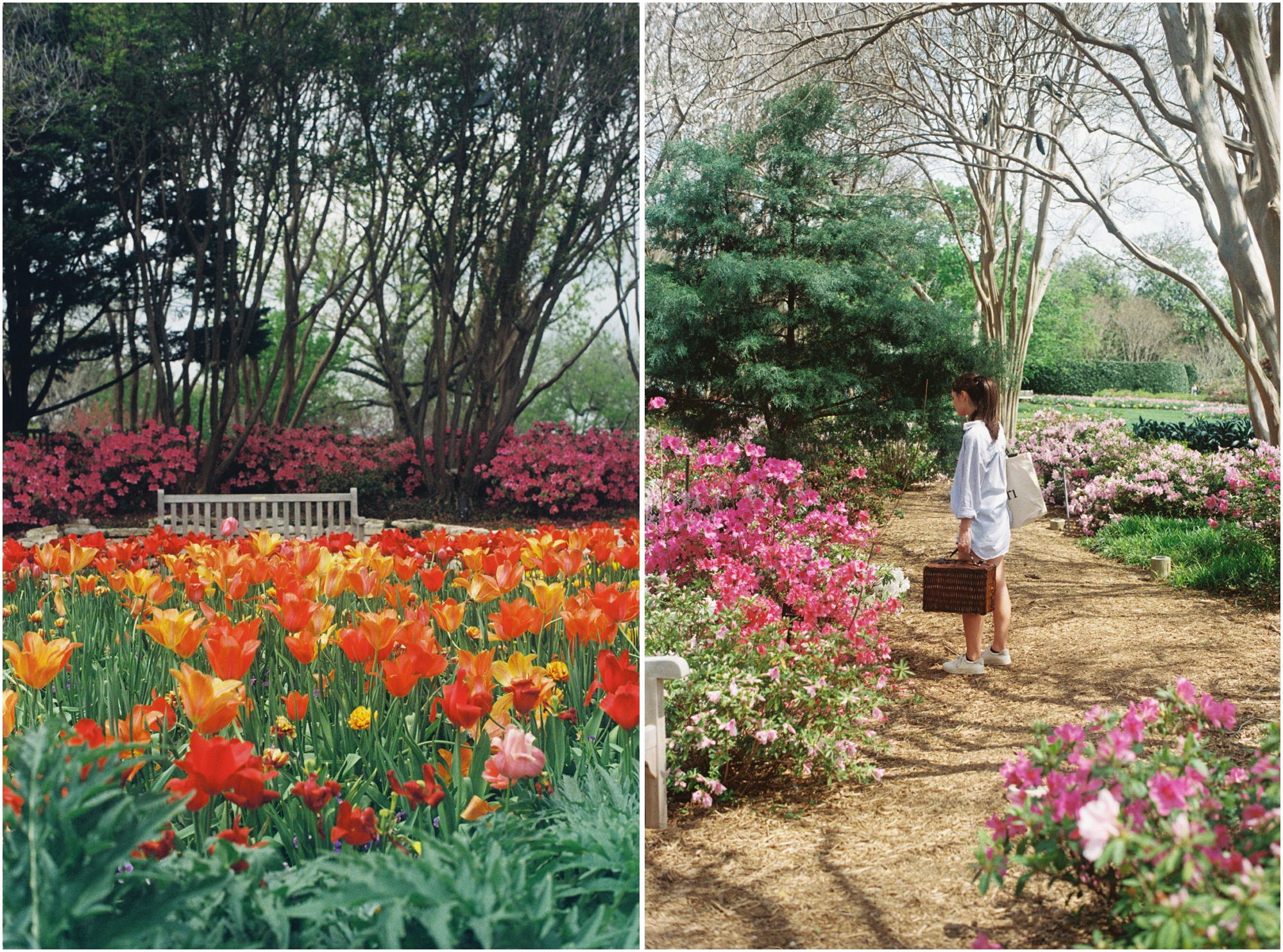 dallas arboretum in spring with tulips on 120mm film