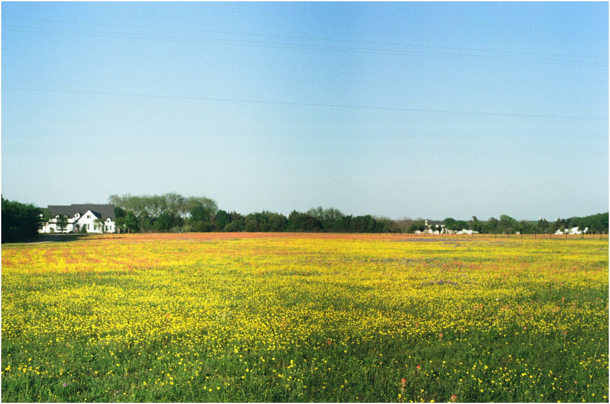 flower field in the summer on 120mm film