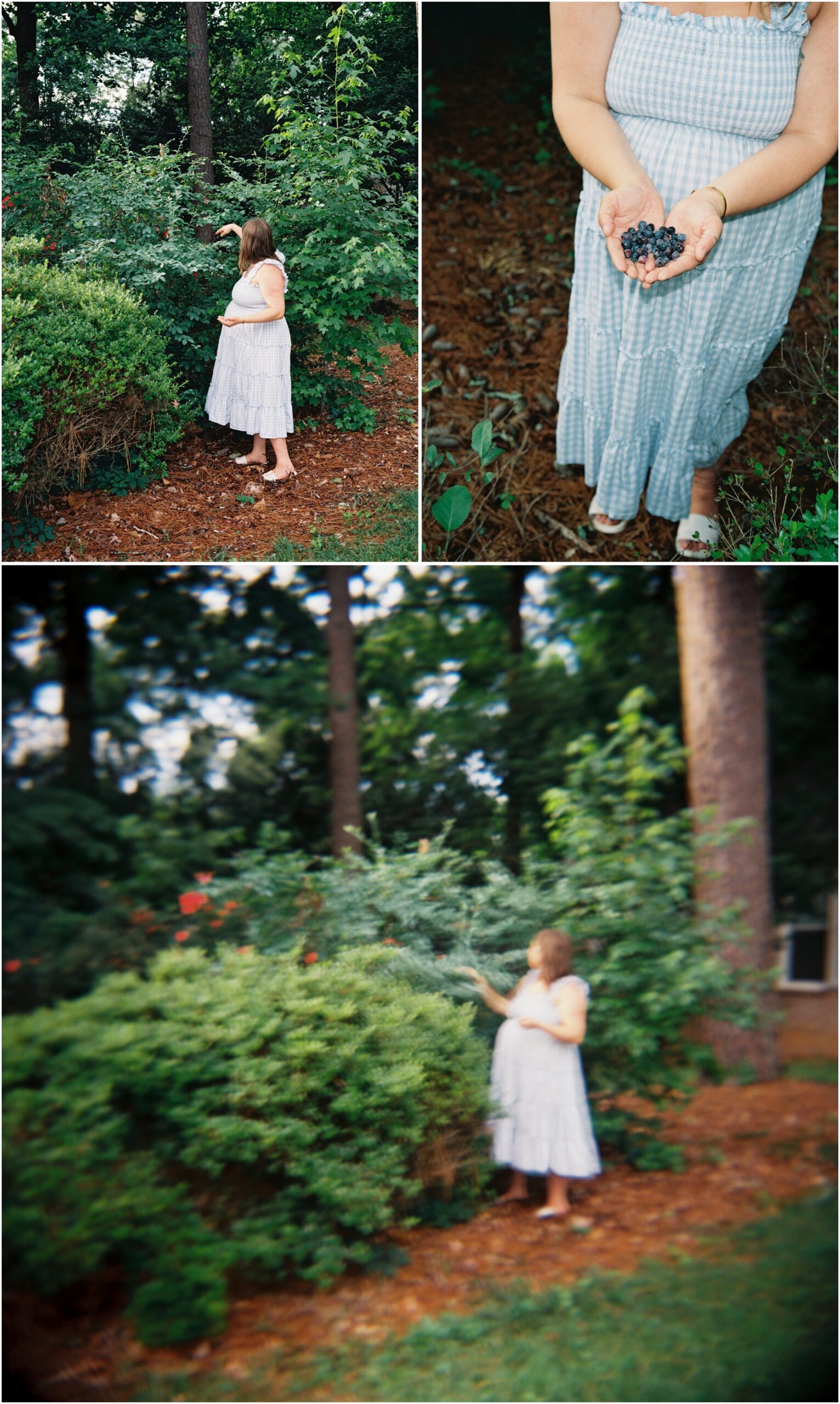 maternity photos while picking blueberries on 120mm film